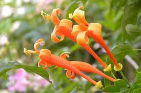 Lonicera Ciliosa Flower Seeds Heirloom Non GMO Planting - 100 pcs