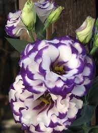 White & Blue Eustoma (Lisianthus) Flower Seeds for Planting - Heirloom, NON-GMO, Easy to Grow for planting in home garden
