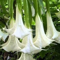 Engelstrompete Flower Seeds for Planting - 100 pcs seeds for planting in home garden