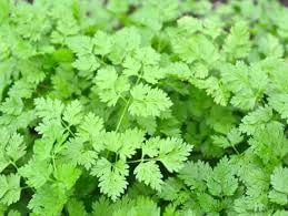 Chervil Anthriscus cerefolium seeds for garden planting