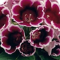 Heirloom Non-GMO Burgundy Gloxinia Flower Seeds for Garden Planting ƒ?? Lush Velvet Blooms for planting in your garden.