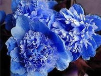 Suffruticosa Flower Seeds – Heirloom Non-GMO Seeds for Compact and Formal Garden Planting