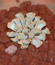 Sea Green Titanopsis Hugo-Schlechteri Plant Seeds for Planting – Organic, Heirloom, Non-GMO Succulent Seeds