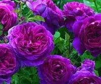 Pink Purple Climbing Rose Plant Seeds for Planting Non-GMO Heirloom Garden Seeds for Home and Outdoor Growing seeds for planting in home garden