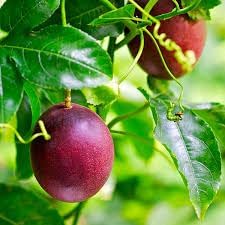 Passion Fruit Seeds for Planting - Grow Your Own Passion Fruit Vines 100 Pcs pcs