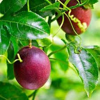 Passion Fruit Seeds for Planting - Grow Your Own Passion Fruit Vines 100 Pcs pcs
