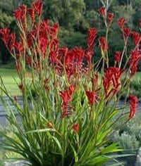 Anigozanthos Flavidus Plant Seeds Heirloom Non GMO Planting - 100 pcs