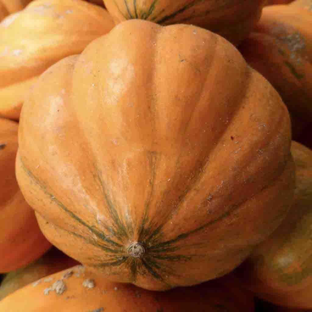 Amish Pie Squash Vegetable Seeds for Planting - heirloom & Non-GMO Garden Seeds