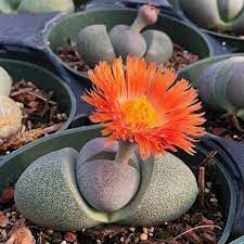Pleiospilos Nelii Flower Seeds for Planting - NON GMO Seeds for planting in home garden