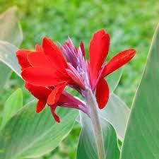 Heirloom Non-GMO Canna Flower Seeds for Garden Planting ƒ?? Vibrant Tropical Blooms
