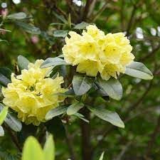Heirloom Rhododendron Flower Seeds for Garden Planting, Non-GMO, Evergreen Shrub Blooms for Borders
