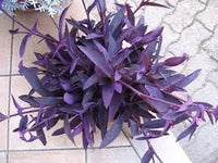 Tradescantia Pallida Plant Seeds for Planting - NON GMO Seeds