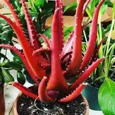 Rare Red Aloe Vera Plant Seeds for Planting-Heirloom & Non-GMO Seeds for planting Scientific Name Placeholder for planting in home garden