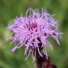 Liatris Flower Seeds for Planting - NON GMO Seeds for planting in home garden
