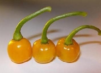 Bode Pepper Seeds for Planting – Non-GMO, Heirloom Vegetable Seeds