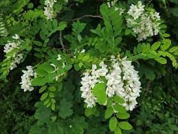 Robinia Flower Seeds for Planting - 100 pcs