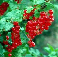 Edible Fruit Berries Flowers Cereum Seeds, Perfect for Aromatic and Healthy Berries 100 Pcs pcs