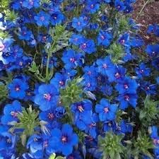 Pimpernel Anagallis Flower Seeds – Heirloom Non-GMO Seeds for Ground Cover Garden Planting