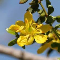 Larrea Tridentata Flower Seeds – Heirloom, Non-GMO, Desert Bloom Seeds for Drought-Tolerant Planting