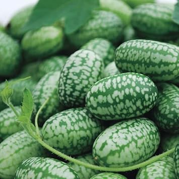 West Indian Gherkin Cucumber Seeds for Planting - heirloom & Non-GMO Seeds