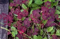 Oxalis Plant Seeds ƒ?? Heirloom, Non-GMO Seeds for Planting Colorful and Hardy Garden Blooms for planting in your garden.