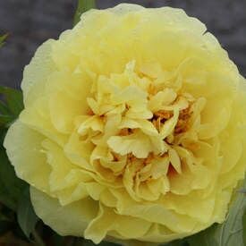 Paeonia Flower Seeds for Planting - 100 Pcs pcs