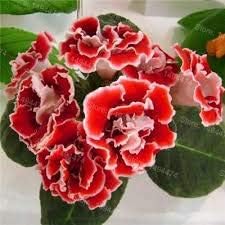 African Violet Flower Seeds Red â€“ Heirloom, Non-GMO Seeds for Planting Indoor Garden Blooms