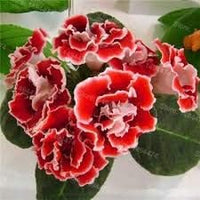 African Violet Flower Seeds Red â€“ Heirloom, Non-GMO Seeds for Planting Indoor Garden Blooms