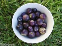 Purple Tomatillo Vegetable Seeds for Planting heirloom & Non-GMO Seeds