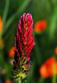 Pink Pachystachys Lutea Seeds for Planting, 100 pcs for planting in your garden.