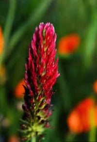 Pink Pachystachys Lutea Seeds for Planting, 100 pcs for planting in your garden.
