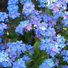 Organic Forget Me Not Flower Seeds for Planting – Heirloom, Non-GMO