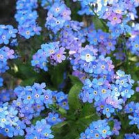 Organic Forget Me Not Flower Seeds for Planting ƒ?? Heirloom, Non-GMO