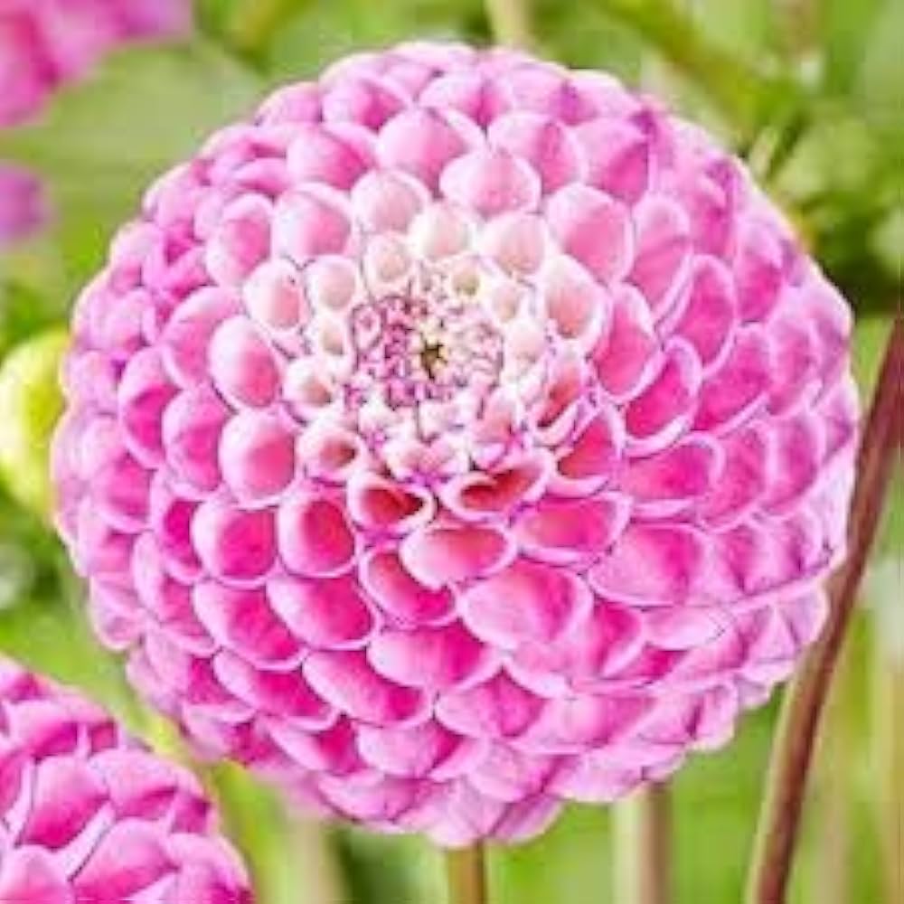 Pompon Dahlia Rose Flower Seeds for Planting – Heirloom and Non-GMO garden seeds