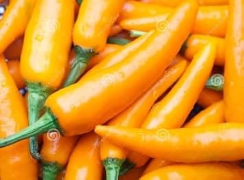 Orange Chili Capsicum annuum for planting in home garden