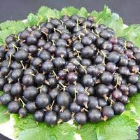 Jostaberry Ribes × nidigrolaria seeds for hardy berry garden
