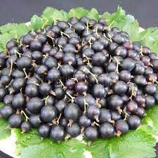 Jostaberry Ribes × nidigrolaria seeds for hardy berry garden