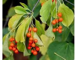 Celastrus fruit seeds