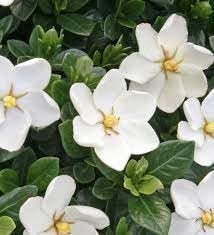 Heirloom Non-GMO Jasminoids Flower Seeds for Planting – Fragrant Blooms for Home and Garden Decor - Non-GMO for planting in home garden