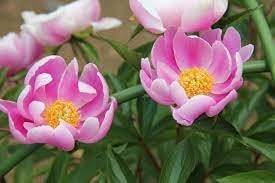 Lactiflora Flower Seeds for Planting - 100 pcs
