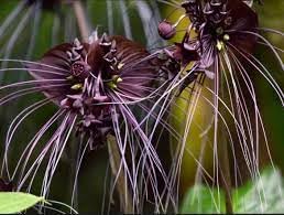 Tiger Orchid Flower Seeds for Planting - 100 pcs seeds for planting in home garden