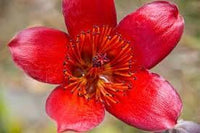 Ceiba Flower Seeds for Planting - 100 pcs