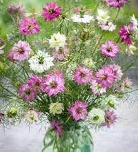 Heirloom Non-GMO Nigella Damascus Flower Seeds for Planting – Unique Blooms for Cottage Gardens