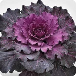 Ornamental Vegetable Seeds for Planting heirloom & Non-GMO Seeds