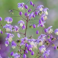 Thalictrum Flower Seeds â€“ Heirloom, Non-GMO Seeds for Planting Delicate Airy Blooms