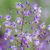 Thalictrum Flower Seeds â€“ Heirloom, Non-GMO Seeds for Planting Delicate Airy Blooms
