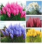 Pampas Plant Seeds for Garden Planting - NON GMO Seeds for planting in home garden