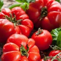 Big Tomato Seeds for Planting, Red, 100 Pcs pcs