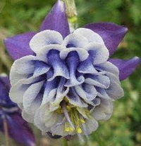 Heirloom Non-GMO Aquilegia Flower Seeds for Planting – Colorful Perennial Garden Blooms for planting in your garden.