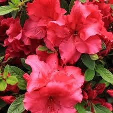 Heirloom Non-GMO Light Red Azalea Flower Seeds for Planting â€“ Bright Blooms for Home Garden for planting in home garden